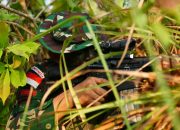 Jungle FTX Asah Kemampuan Tempur Pasukan Multinasional di Medan Hutan