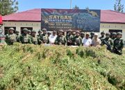 TNI Bersihkan Ladang Ganja di Yahukimo, 21.400 Batang Diamankan